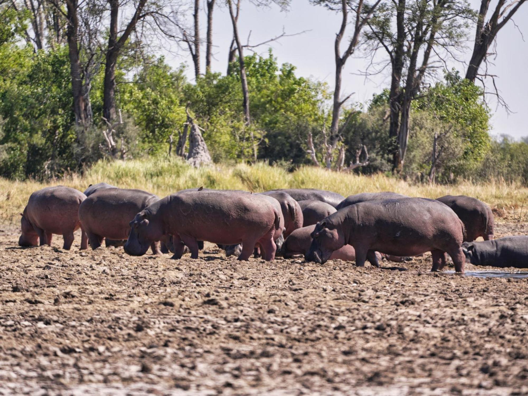 Golentle Home Stay Maun Zewnętrze zdjęcie